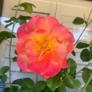 Meet your Posher, Robyn